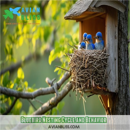 Bluebird Nesting Cycle and Behavior