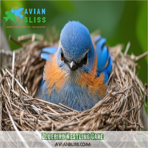 Bluebird Nestling Care