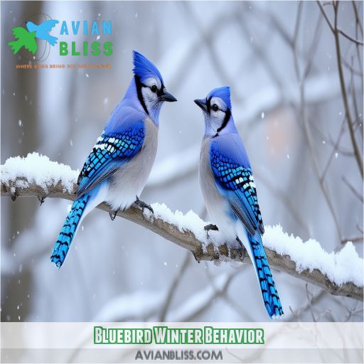 Bluebird Winter Behavior