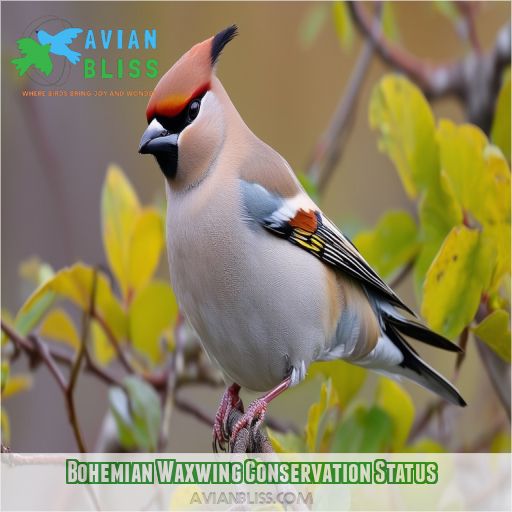 Bohemian Waxwing Conservation Status