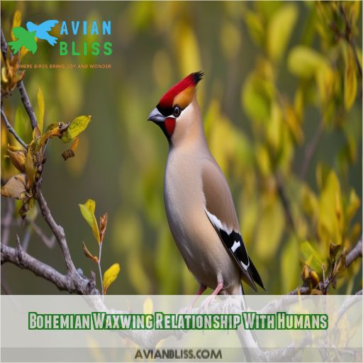 Bohemian Waxwing Relationship With Humans