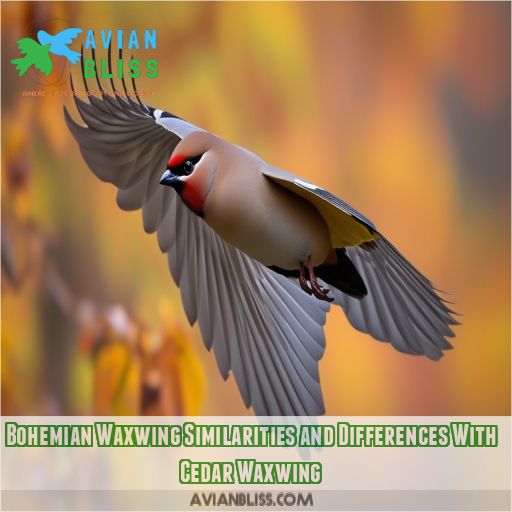 Bohemian Waxwing Similarities and Differences With Cedar Waxwing