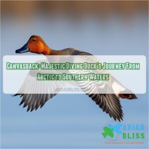 canvasback