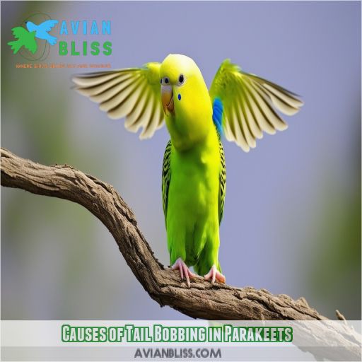 Causes of Tail Bobbing in Parakeets