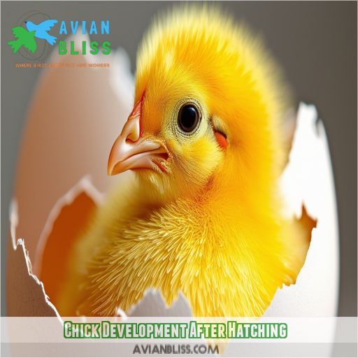 Chick Development After Hatching