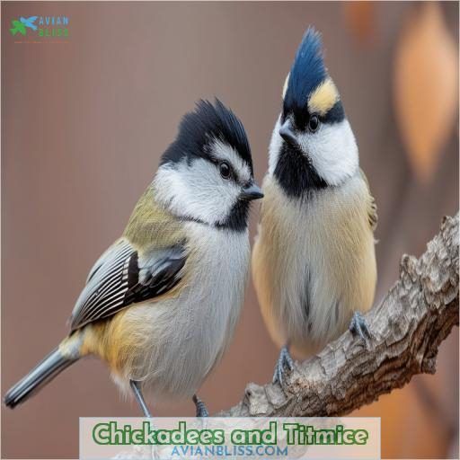 Chickadees and Titmice