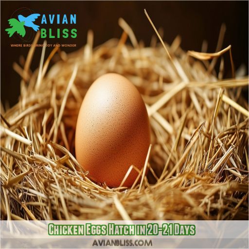 Chicken Eggs Hatch in 20-21 Days