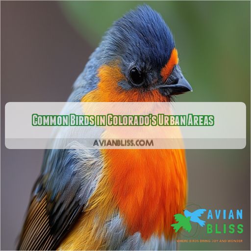 Common Birds in Colorado