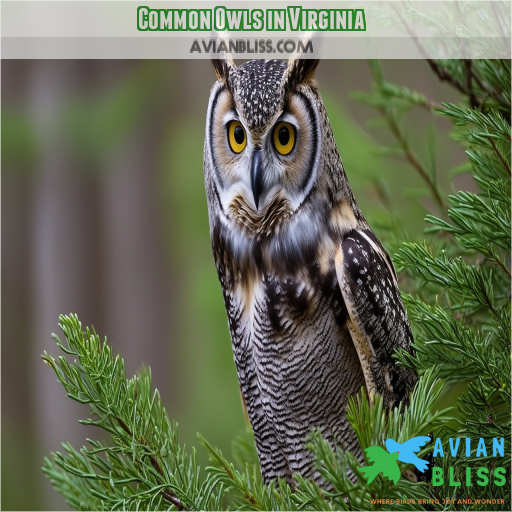 Common Owls in Virginia