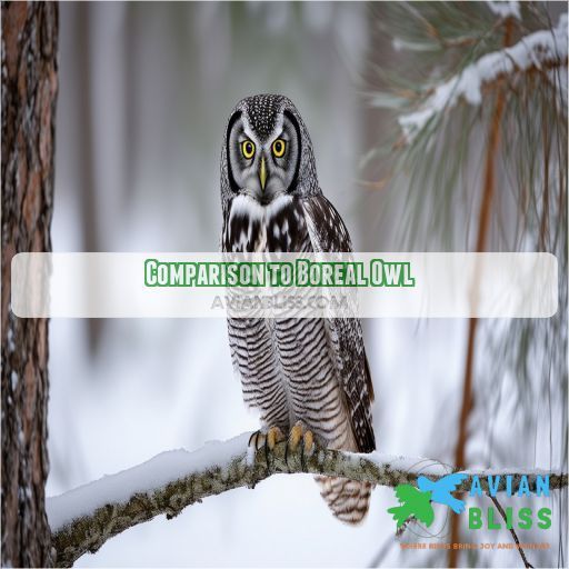 Comparison to Boreal Owl