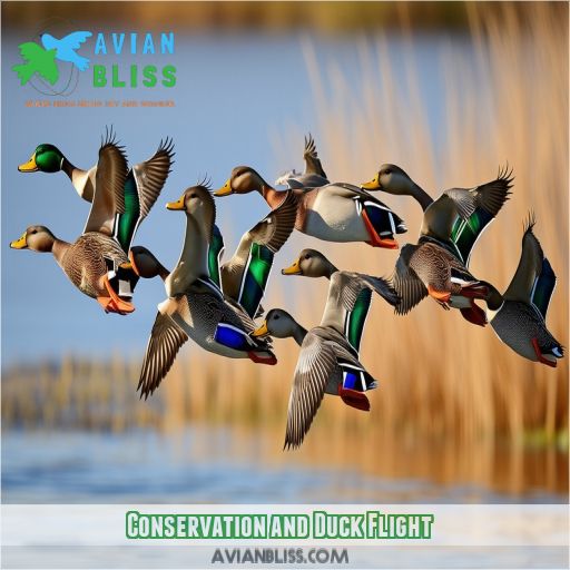 Conservation and Duck Flight