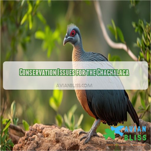 Conservation Issues for the Chachalaca