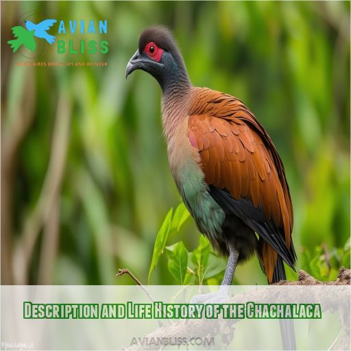 Description and Life History of the Chachalaca