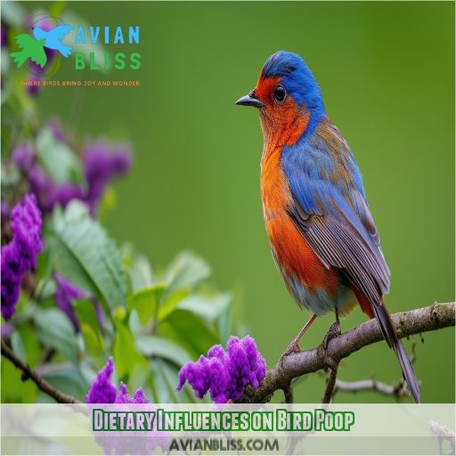 Dietary Influences on Bird Poop