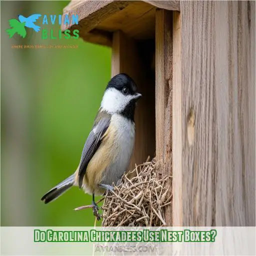 Do Carolina Chickadees Use Nest Boxes