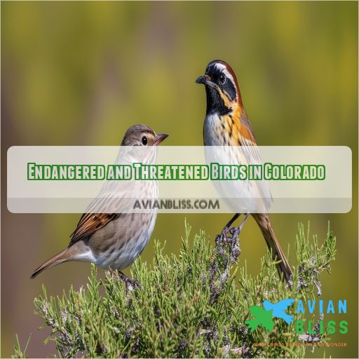 Endangered and Threatened Birds in Colorado