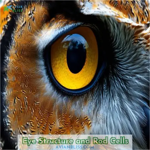 Eye Structure and Rod Cells