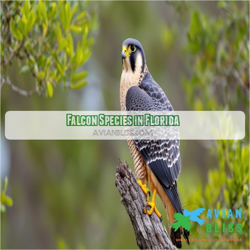Falcon Species in Florida
