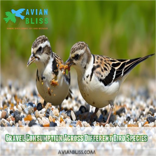 Gravel Consumption Across Different Bird Species