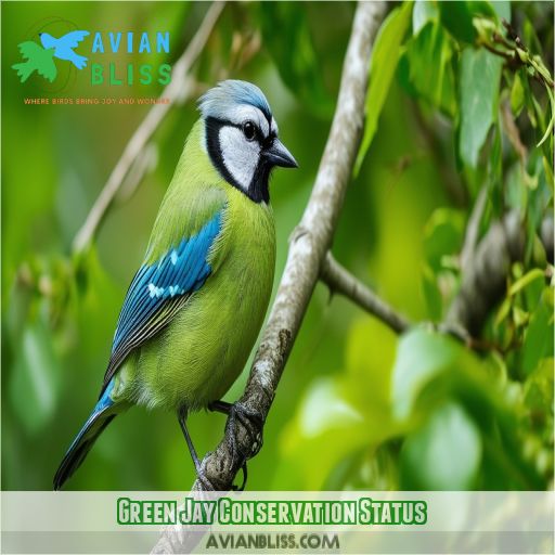 Green Jay Conservation Status