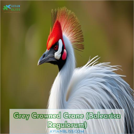 Grey Crowned Crane (Balearica Regulorum)