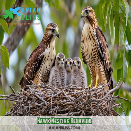 Hawk Nesting Behavior