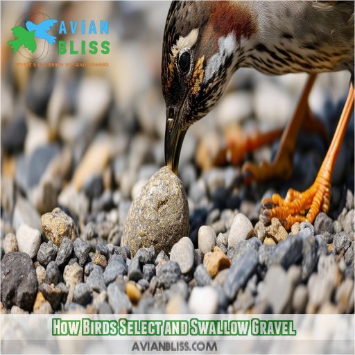 How Birds Select and Swallow Gravel