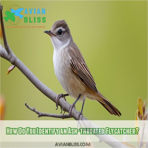 How Do You Identify an Ash-throated Flycatcher