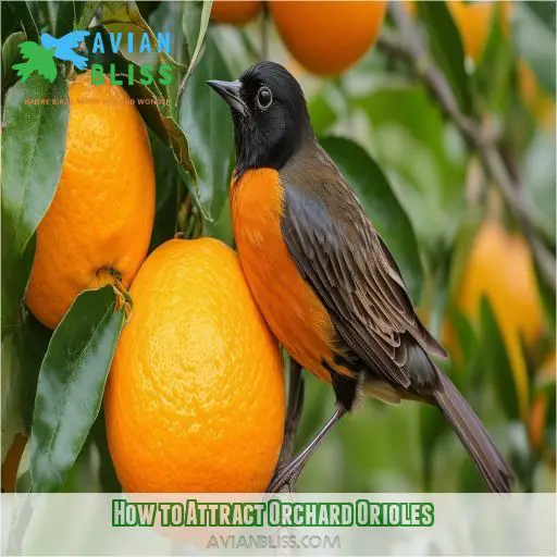 How to Attract Orchard Orioles