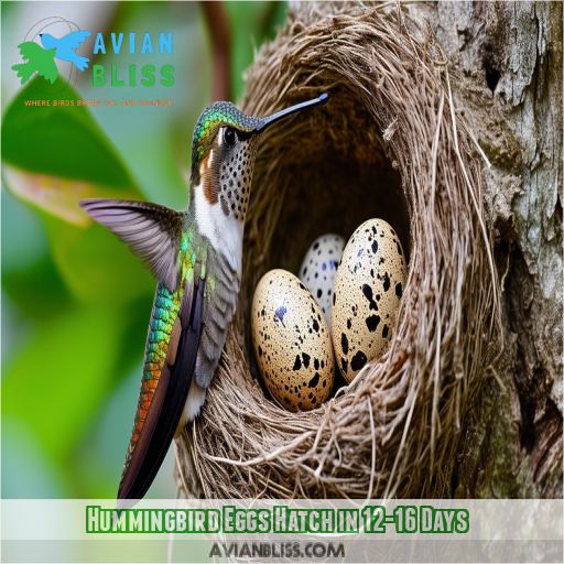 Hummingbird Eggs Hatch in 12-16 Days
