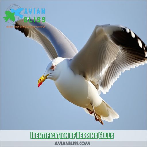 Identification of Herring Gulls