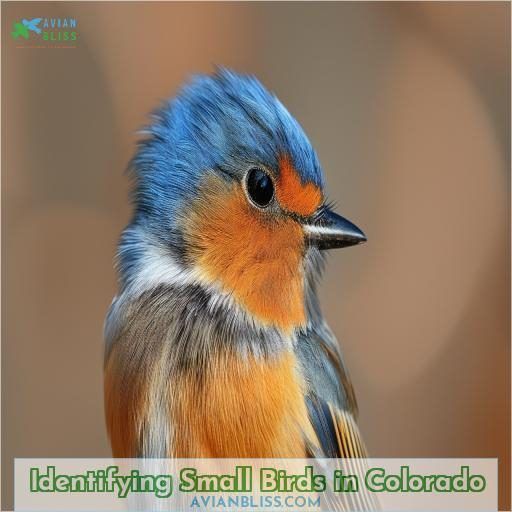 Identifying Small Birds in Colorado