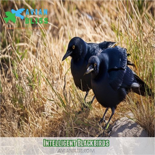 Intelligent Blackbirds