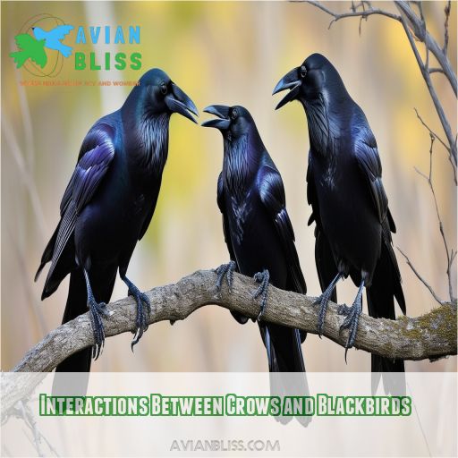 Interactions Between Crows and Blackbirds