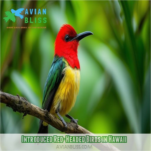 Introduced Red-Headed Birds in Hawaii