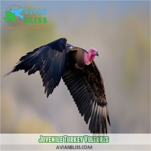 Juvenile Turkey Vultures