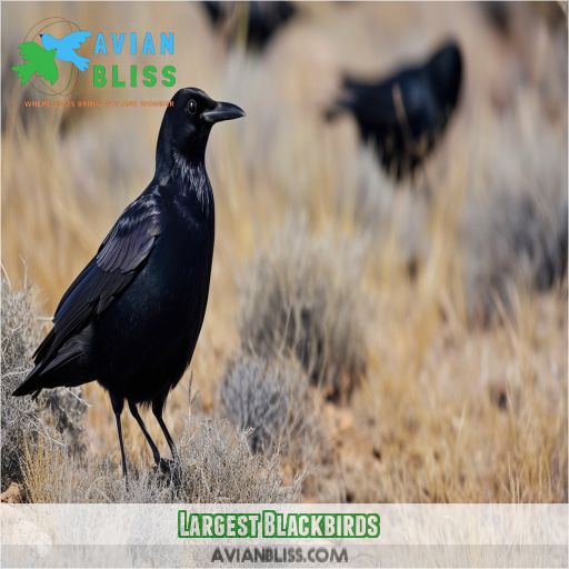 Largest Blackbirds