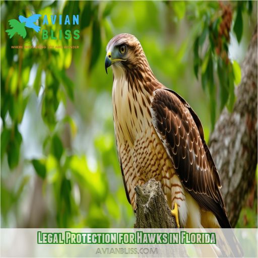 Legal Protection for Hawks in Florida