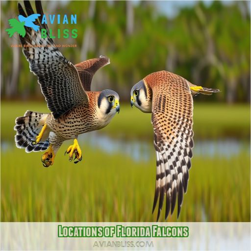 Locations of Florida Falcons