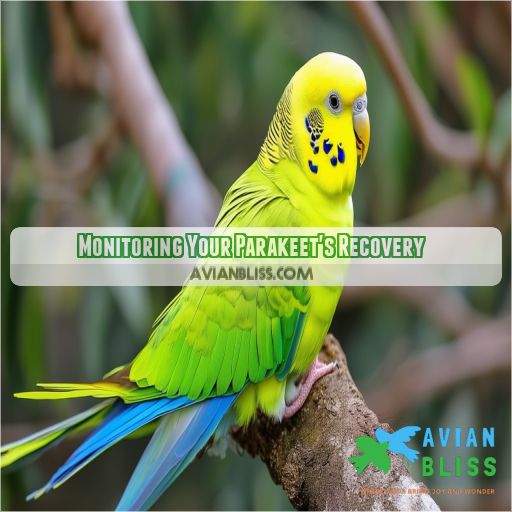Monitoring Your Parakeet