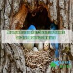 mountain bluebird nest