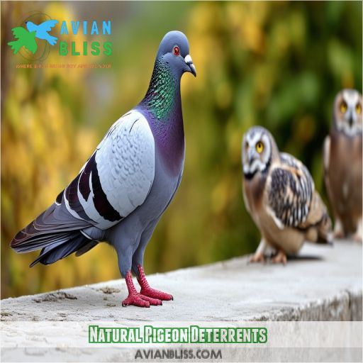 Natural Pigeon Deterrents