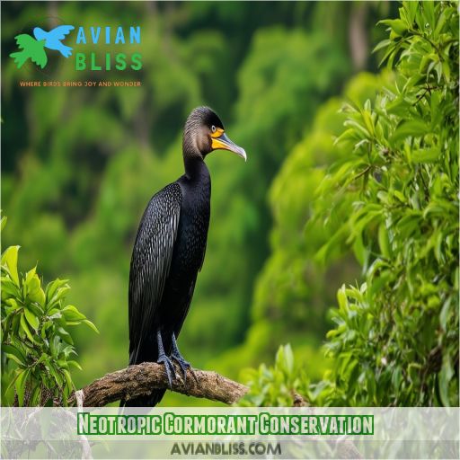 Neotropic Cormorant Conservation
