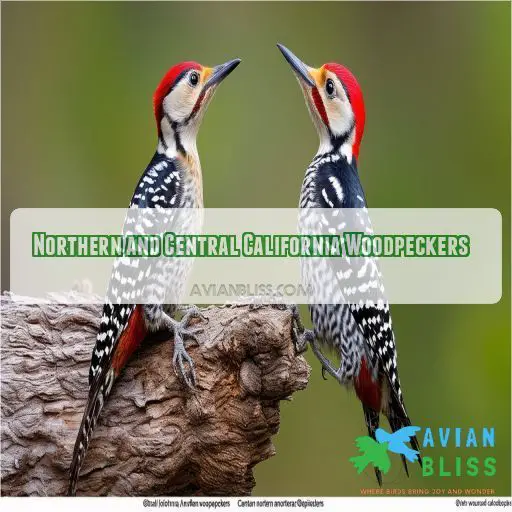 Northern and Central California Woodpeckers