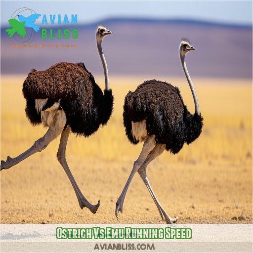 Ostrich Vs Emu Running Speed