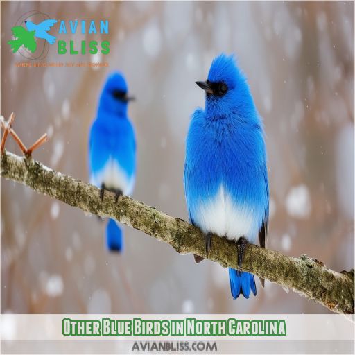 Other Blue Birds in North Carolina