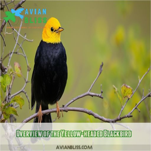 Overview of the Yellow-headed Blackbird