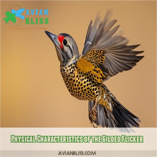 Physical Characteristics of the Gilded Flicker