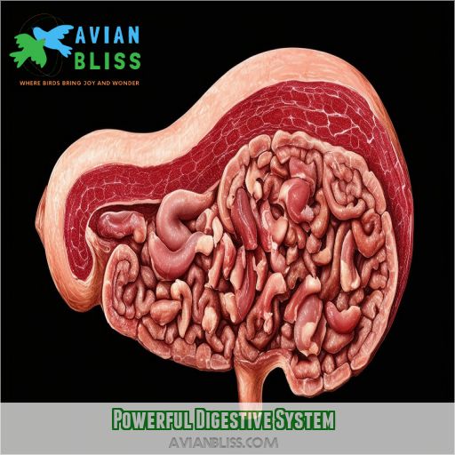 Powerful Digestive System
