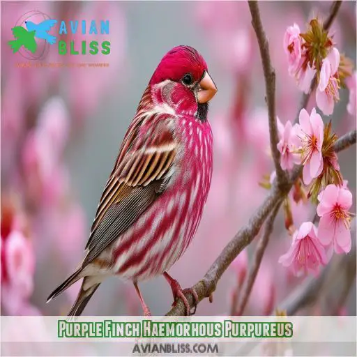 Purple Finch Haemorhous Purpureus